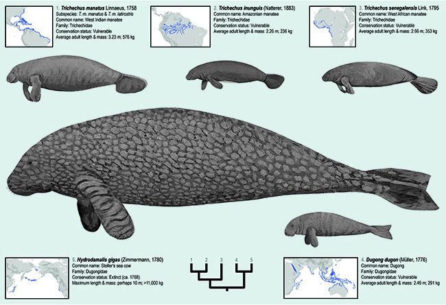 Manatees factory